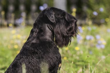 Zwergschnauzer