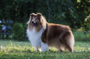 Shetland koyun