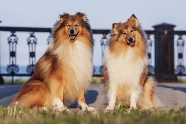 iki shetland sheepdogs