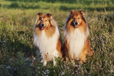 iki shetland sheepdogs