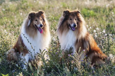 iki shetland sheepdogs