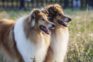 iki shetland sheepdogs