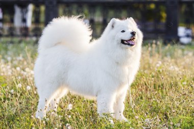 Güzel samoyed açık havada yaz