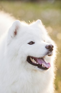Güzel samoyed açık havada yaz