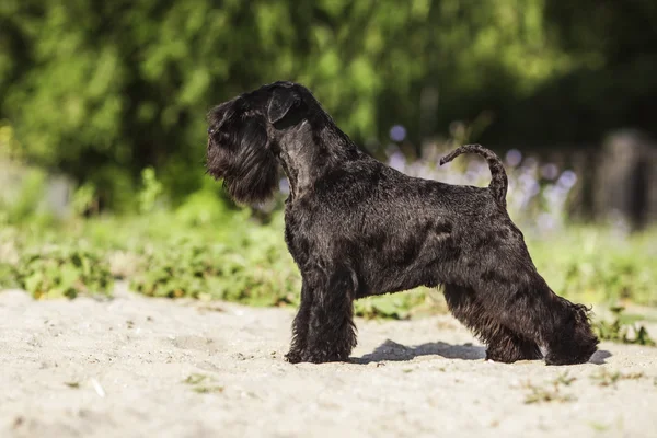 Zwergschnauzer — Fotografia de Stock