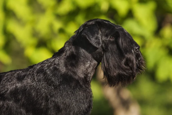 Zwergschnauzer — Stock Photo, Image