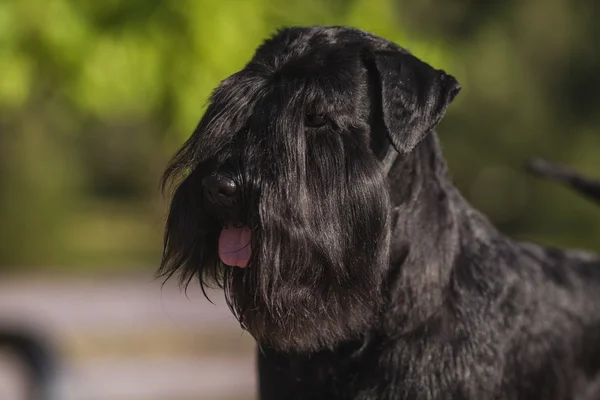 Zwergschnauzer — Stock Photo, Image