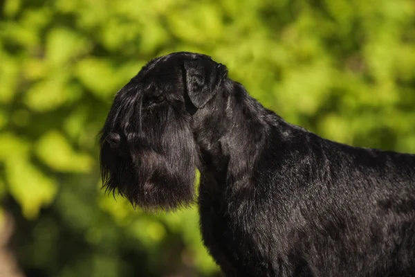 Zwergschnauzer — Stock Photo, Image