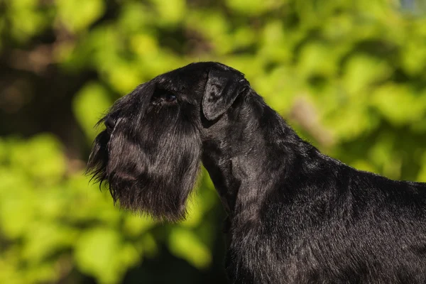 Zwergschnauzer — Stockfoto