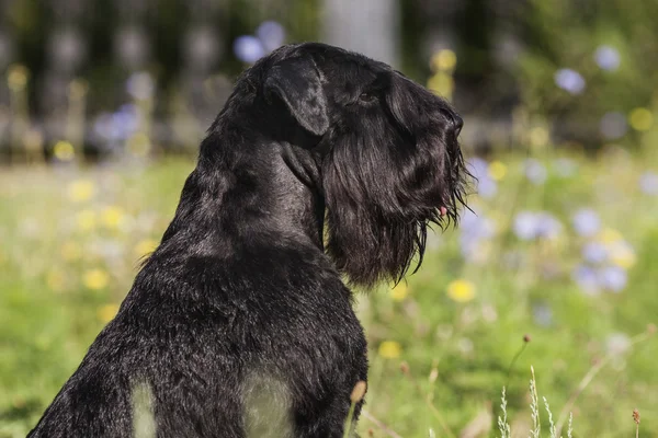 Zwergschnauzer — Stockfoto