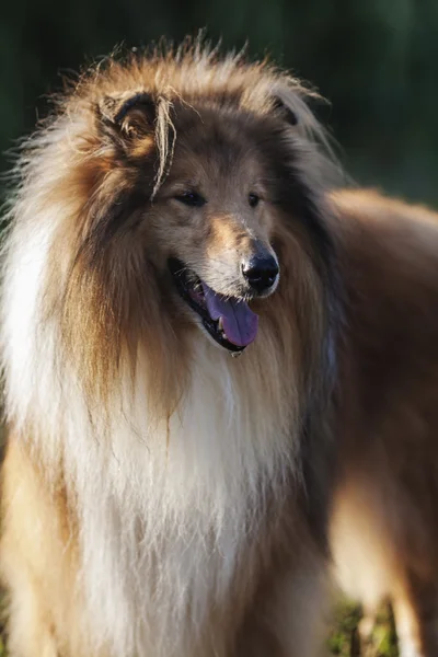 Shetlandschäferhund-Porträt — Stockfoto