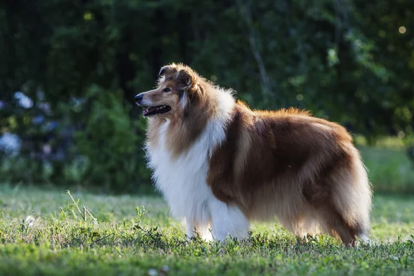 Shetland anjing gembala di luar ruangan pada musim panas — Stok Foto