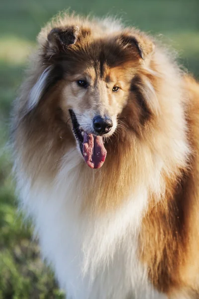 Shetland Sheepdog — Stockfoto