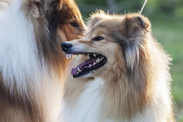 Dois cães pastores de shetland — Fotografia de Stock