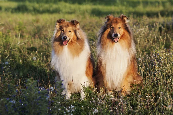 Deux chiens de berger des Shetland — Photo