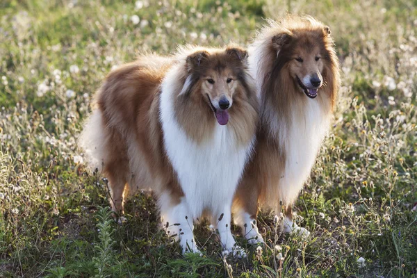 Två shetland sheepdogs — Stockfoto