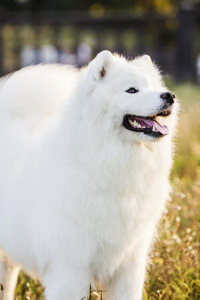 Samoined — Stok fotoğraf