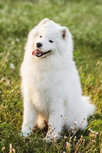 Mooie Samojeed buitenshuis op de zomer — Stockfoto