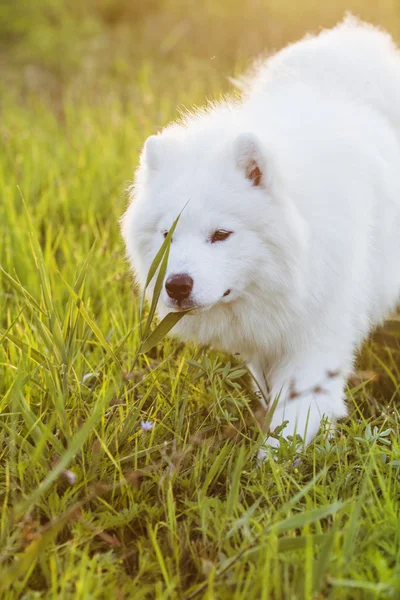 Vacker samojed utomhus på sommaren — Stockfoto