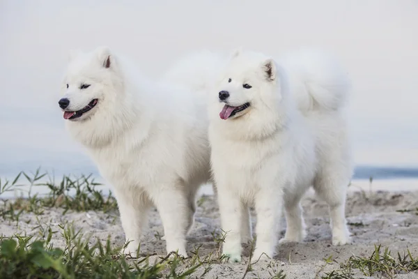 İki Samoyed köpek portresi — Stok fotoğraf