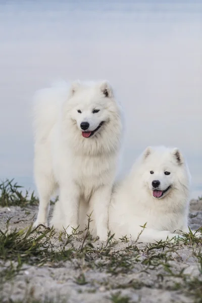 Porträtt av två samojed hundar — Stockfoto