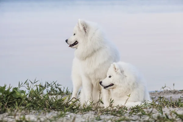 두 개의 Samoyed 강아지의 초상화 — 스톡 사진