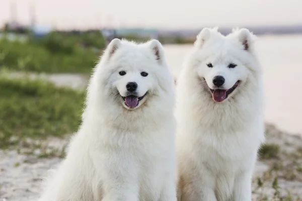 Portret dwóch psów Samoyed — Zdjęcie stockowe