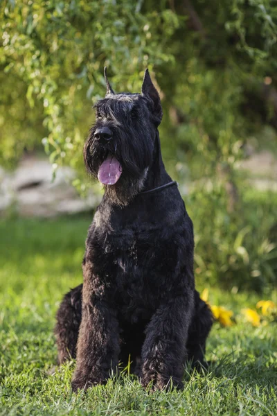 Riesenschnauzer ritratto — Foto Stock