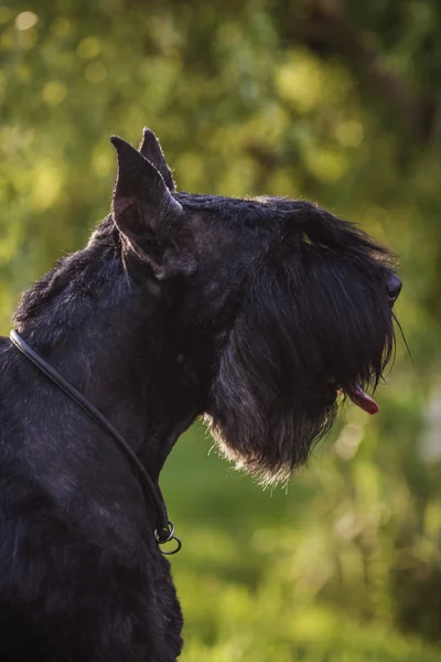 Rießschnauzer-Porträt — Stockfoto