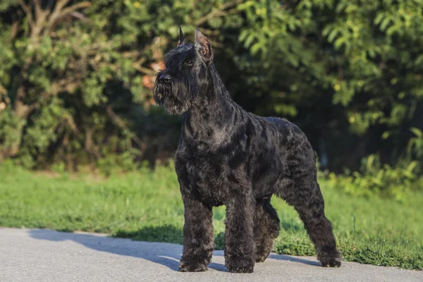 Riesenschnauzer portret — Stockfoto