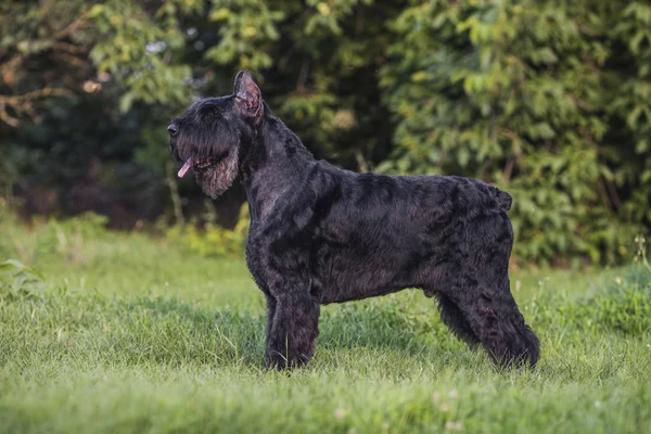 Riesenschnauzer portret — Stockfoto