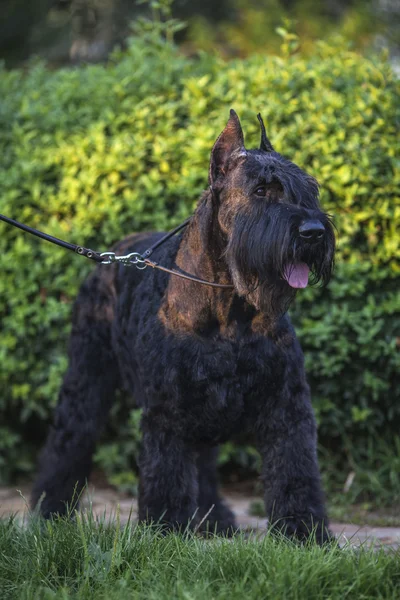 Riesenschnauzer portrait — Stock Photo, Image