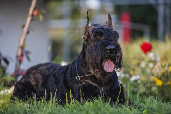 Riesenschnauze dogr portrait — 스톡 사진