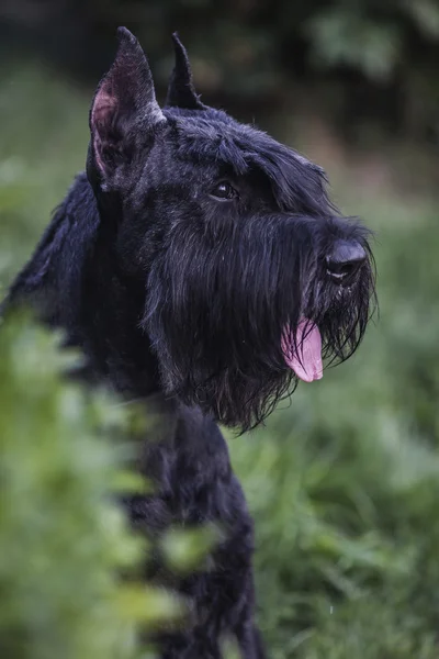 Riesenschnauzer dog portrait — Stock Photo, Image