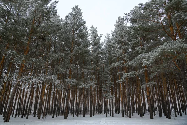 Wide-angle photo of a winter pine forest with a cloudy sky