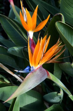 Strelitzia Reginae 'ye yakın çekim