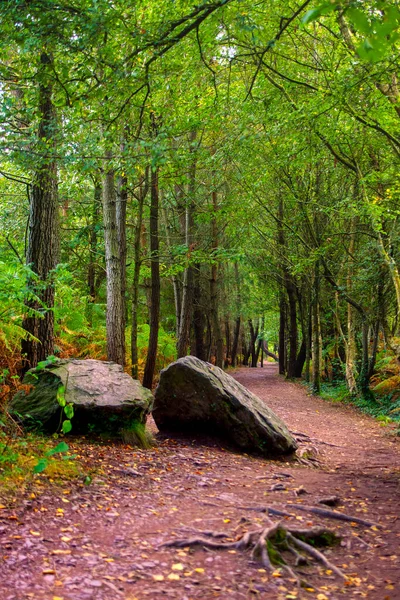 Pad Het Bos Van Paimpont Paimpont Franc — Stockfoto