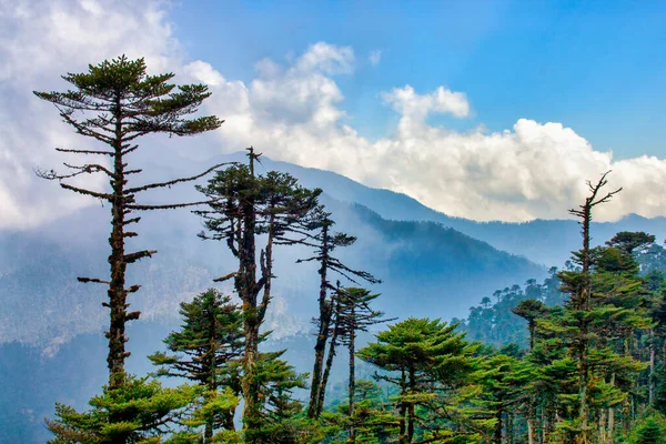 Vista Parque Nacional Jigme Singye Wangchuck Butão Fotos De Bancos De Imagens Sem Royalties