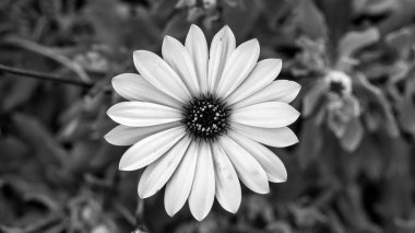 Bir çiçeğin sinematik makrosu 