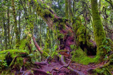 The Mossy Forest Of Gunung Brinchang, Brinchang, Malaysia clipart