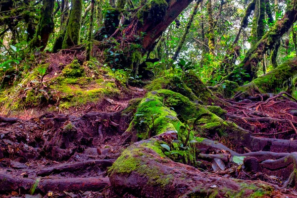 Floresta Musgosa Gunung Brinchang Brinchang Malásia — Fotografia de Stock