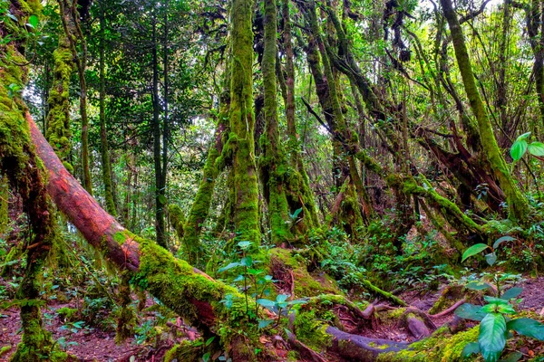Floresta Musgosa Gunung Brinchang Brinchang Malásia — Fotografia de Stock