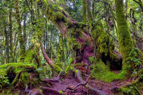 Mossy Forest Gunung Brinchang Бринчанг Малайзия — стоковое фото