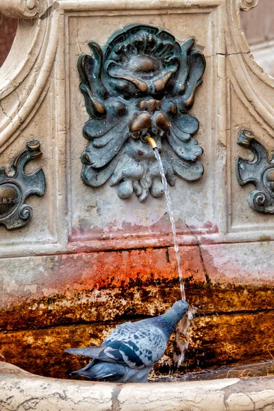 Pigeon Columba Livia Πόσιμο Από Fontana Del Nettuno Μπολόνια Ιταλία — Φωτογραφία Αρχείου