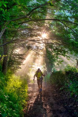 Camino Primitivo de Santiago, Tineo, Asturias, İspanya 'da orman yolunda yürüyüş yapan adam.