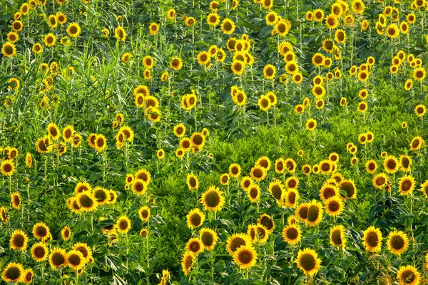 Common Sunflower Helianthus Annuus Field — Stock Photo, Image