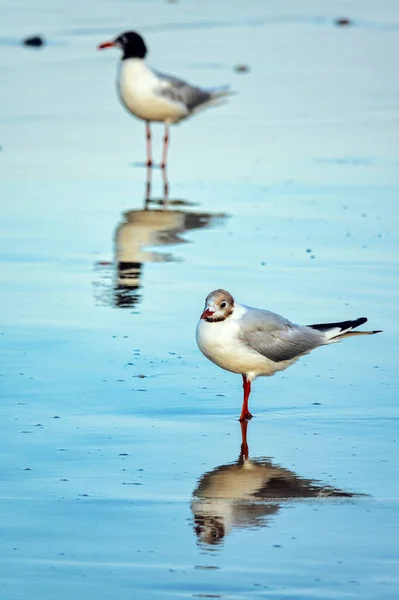 Mediterranean Gulls Chthyaetus Melanocephalus Shores Silvi Marina Italy — Stock Photo, Image