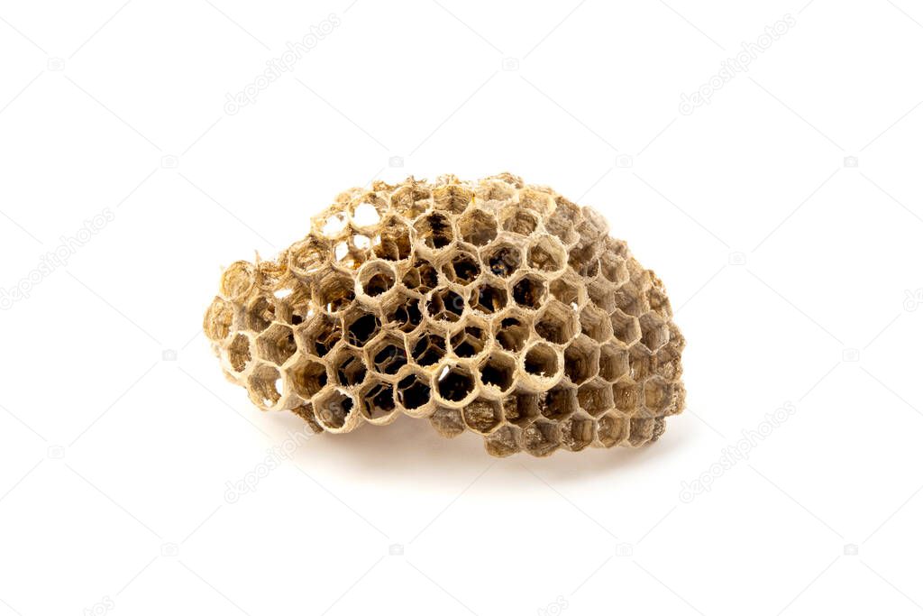 Section of an paper wasp nest on a white backgroun
