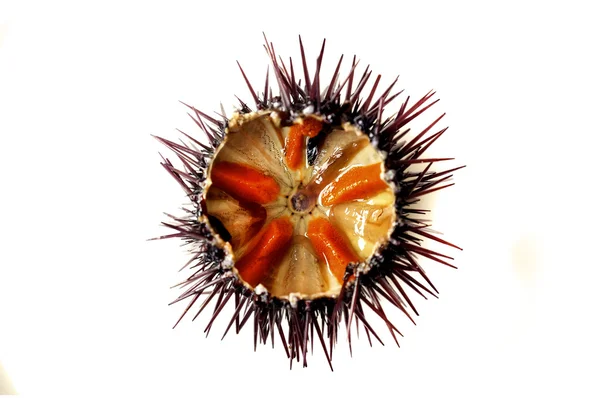 Purple sea urchin — Stock Photo, Image