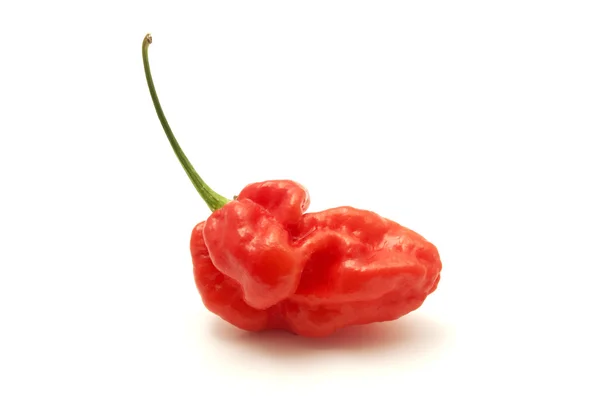 Bhut jolokia — стокове фото